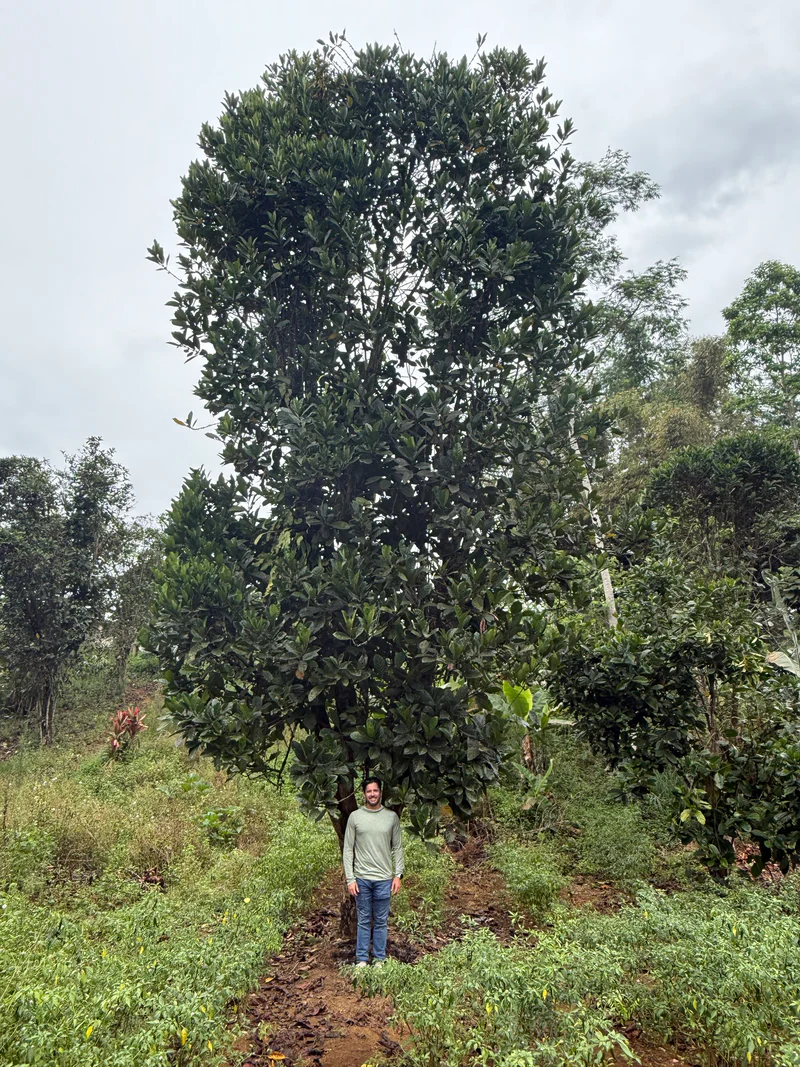 Excelsa coffee trees